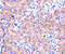 BCL2 Related Protein A1 antibody, 3875, ProSci Inc, Immunohistochemistry frozen image 