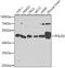 DNA Polymerase Delta 3, Accessory Subunit antibody, 22-808, ProSci, Western Blot image 