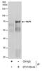 Yes Associated Protein 1 antibody, PA5-78322, Invitrogen Antibodies, Immunoprecipitation image 