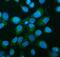 DnaJ Heat Shock Protein Family (Hsp40) Member C10 antibody, A07954-1, Boster Biological Technology, Immunofluorescence image 
