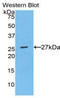 Secreted Phosphoprotein 1 antibody, LS-C295741, Lifespan Biosciences, Western Blot image 