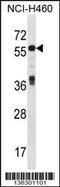ICAp69 antibody, 58-732, ProSci, Western Blot image 