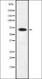 RAB11 Family Interacting Protein 4 antibody, orb378391, Biorbyt, Western Blot image 