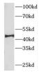 F-Box Protein 22 antibody, FNab03041, FineTest, Western Blot image 