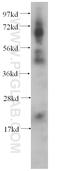 Phosphoenolpyruvate carboxykinase [GTP], mitochondrial antibody, 14892-1-AP, Proteintech Group, Western Blot image 