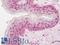 Forkhead Box G1 antibody, LS-B12109, Lifespan Biosciences, Immunohistochemistry frozen image 
