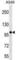 Zinc Finger CCCH-Type Containing 7A antibody, abx029831, Abbexa, Western Blot image 