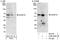 Dual specificity protein phosphatase 10 antibody, A302-428A, Bethyl Labs, Immunoprecipitation image 