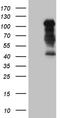 Transcription Factor 12 antibody, CF809698, Origene, Western Blot image 
