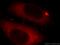 Crystallin Beta B3 antibody, 21009-1-AP, Proteintech Group, Immunofluorescence image 