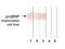 Natriuretic peptides B antibody, MA1-20584, Invitrogen Antibodies, Western Blot image 