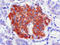 Glucagon-like peptide 1 receptor antibody, AM26732PU-N, Origene, Immunohistochemistry frozen image 
