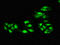 ERCC Excision Repair 4, Endonuclease Catalytic Subunit antibody, LS-C677833, Lifespan Biosciences, Immunofluorescence image 