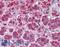Karyopherin Subunit Alpha 6 antibody, LS-B4460, Lifespan Biosciences, Immunohistochemistry frozen image 