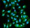 Eukaryotic translation initiation factor 5A-1 antibody, A01727-3, Boster Biological Technology, Immunofluorescence image 