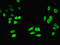 4-Hydroxyphenylpyruvate Dioxygenase antibody, orb239804, Biorbyt, Immunofluorescence image 