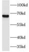 Nuclear factor erythroid 2-related factor 1 antibody, FNab05693, FineTest, Western Blot image 
