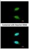 CAMP Responsive Element Modulator antibody, NBP2-16009, Novus Biologicals, Immunocytochemistry image 