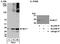 Myeloid leukemia factor 1 antibody, A300-552A, Bethyl Labs, Western Blot image 