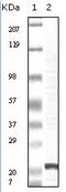 Fibroblast Growth Factor 2 antibody, AM06116SU-N, Origene, Western Blot image 
