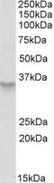 Peroxisome biogenesis factor 2 antibody, orb20555, Biorbyt, Western Blot image 
