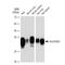 Major Histocompatibility Complex, Class II, DQ Alpha 1 antibody, GTX02828, GeneTex, Western Blot image 