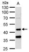 Serine/Threonine Kinase 24 antibody, TA308491, Origene, Western Blot image 