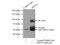 Signal Recognition Particle 54 antibody, 11729-1-AP, Proteintech Group, Immunoprecipitation image 
