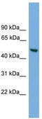 Abhydrolase Domain Containing 1 antibody, TA339617, Origene, Western Blot image 