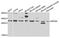 Bisphosphoglycerate Mutase antibody, A06513, Boster Biological Technology, Western Blot image 