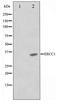 ERCC Excision Repair 1, Endonuclease Non-Catalytic Subunit antibody, TA347375, Origene, Western Blot image 