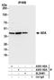 ADA1 antibody, A305-182A, Bethyl Labs, Immunoprecipitation image 