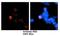 Chromatin Licensing And DNA Replication Factor 1 antibody, NBP1-58114, Novus Biologicals, Immunofluorescence image 