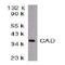 CAD protein antibody, NBP1-77009, Novus Biologicals, Western Blot image 