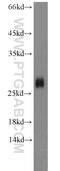 Shisa Family Member 4 antibody, 22197-1-AP, Proteintech Group, Western Blot image 
