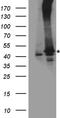 Reca antibody, TA890143S, Origene, Western Blot image 