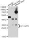 Uncharacterized protein C17orf78 homolog antibody, abx125585, Abbexa, Western Blot image 