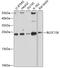 Pallidin antibody, GTX66447, GeneTex, Western Blot image 