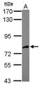 Aspartyl-tRNA synthetase, mitochondrial antibody, NBP2-16102, Novus Biologicals, Western Blot image 