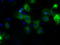 Cytochrome P450 Family 1 Subfamily A Member 2 antibody, TA501155, Origene, Immunofluorescence image 