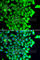 TP53 Regulated Inhibitor Of Apoptosis 1 antibody, A7313, ABclonal Technology, Immunofluorescence image 