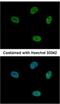 Cyclin-dependent kinase 10 antibody, NBP2-14908, Novus Biologicals, Immunofluorescence image 