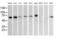 RIO Kinase 2 antibody, MA5-26060, Invitrogen Antibodies, Western Blot image 