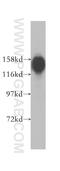 WAPL Cohesin Release Factor antibody, 16370-1-AP, Proteintech Group, Western Blot image 