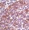 Cell Division Cycle 25C antibody, MA5-15146, Invitrogen Antibodies, Immunohistochemistry paraffin image 