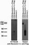 Neurexin-1-beta antibody, 73-217, Antibodies Incorporated, Western Blot image 