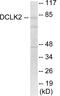 Doublecortin Like Kinase 2 antibody, EKC1872, Boster Biological Technology, Western Blot image 