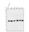 N-Myc And STAT Interactor antibody, PB9340, Boster Biological Technology, Flow Cytometry image 