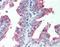CUB Domain Containing Protein 1 antibody, orb96736, Biorbyt, Immunohistochemistry paraffin image 