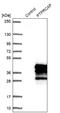 Protein Tyrosine Phosphatase Receptor Type C Associated Protein antibody, NBP1-92304, Novus Biologicals, Western Blot image 